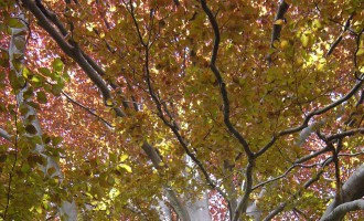 dsc00056.jpg