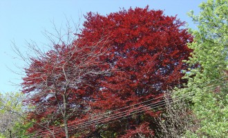 dsc00054.jpg