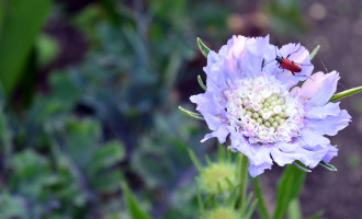 DSC_9537k.JPG