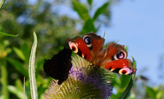 DSC_9593k.JPG