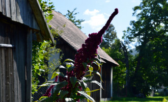 DSC_9851k.JPG