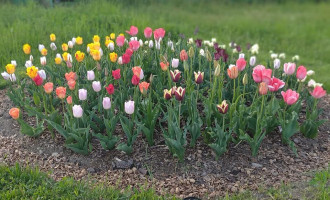 16-tulips.jpg