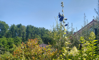 IMG_20200710_150524969_HDR.jpg